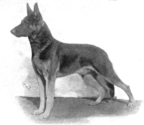 Erich von Grafenwerth [Hamilton] | German Shepherd Dog 