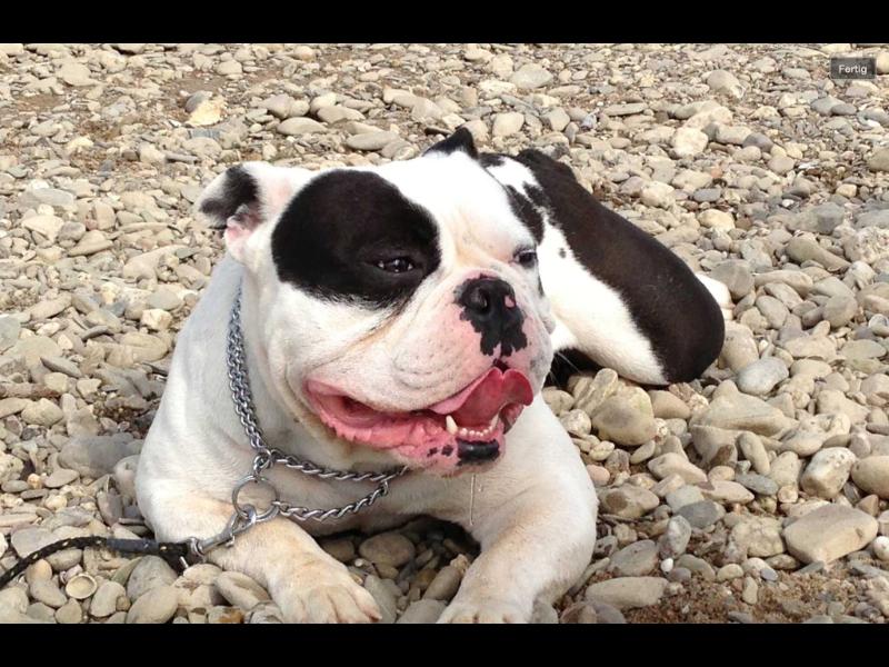 Northsides Iron Maxx | Olde English Bulldogge 