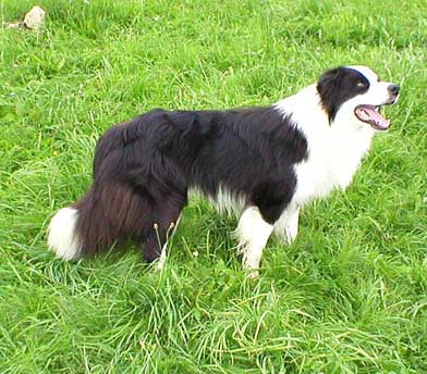 Dante Darley Arabian | Border Collie 