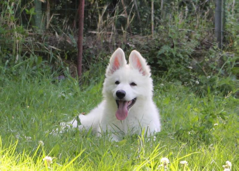 Anakin dell'Erta delle Chiuse | White Swiss Shepherd Dog 