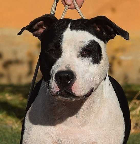 Odessa King Of Ring's at Cherry Loves You | American Staffordshire Terrier 