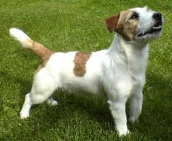 Vitsuddens Simba | Jack Russell Terrier 