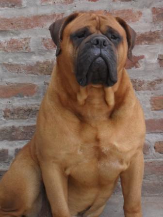 TOMFLOW BONO | Bullmastiff 