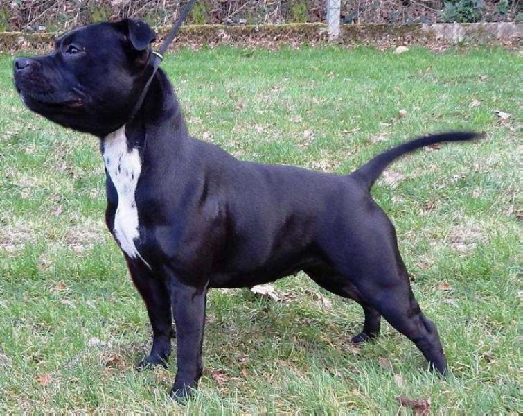 El Doradostaff Taoka Fumiko | Staffordshire Bull Terrier 