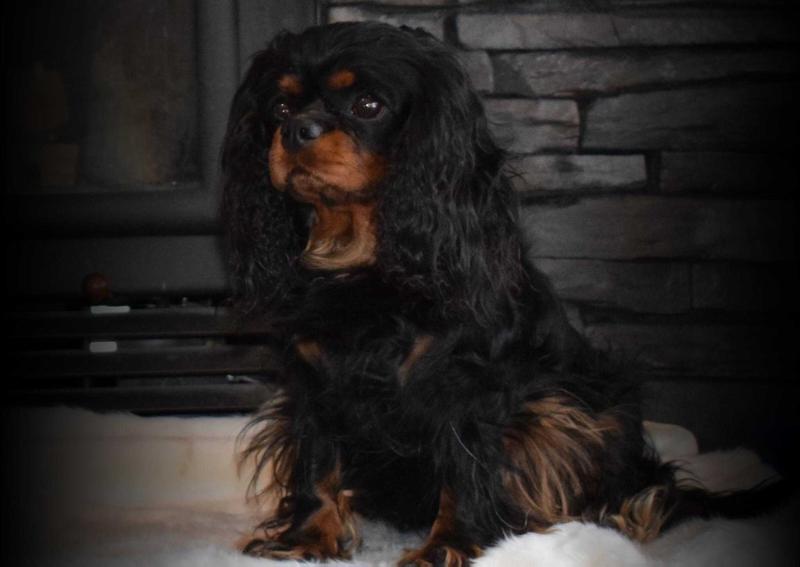 Sundara's Pride and Zoy | Cavalier King Charles Spaniel 