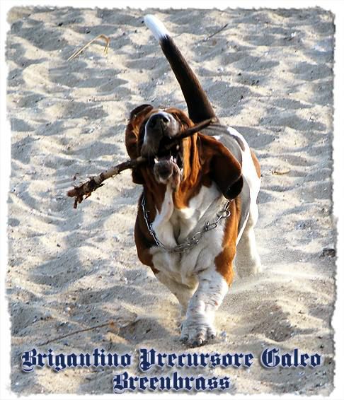 Brigantino Precursore Galeo Breenbrass | Basset Hound 