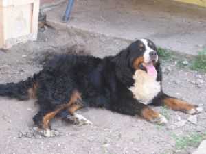 Astra | Bernese Mountain Dog 