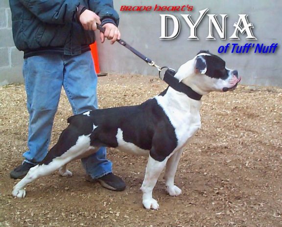 BraveHeart's Dyna of Tuff-n-Uff's(AB) | Olde English Bulldogge 