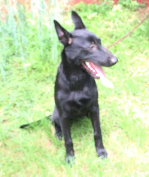 Twinpath Jaguar | Belgian Malinois 