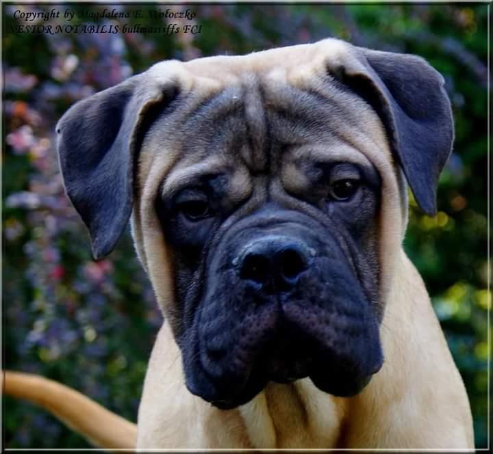 LADY KILLER III Nestor Notabilis FCI | Bullmastiff 