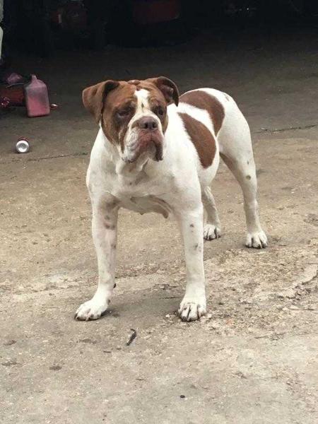 Rodriguez Luna | Olde English Bulldogge 