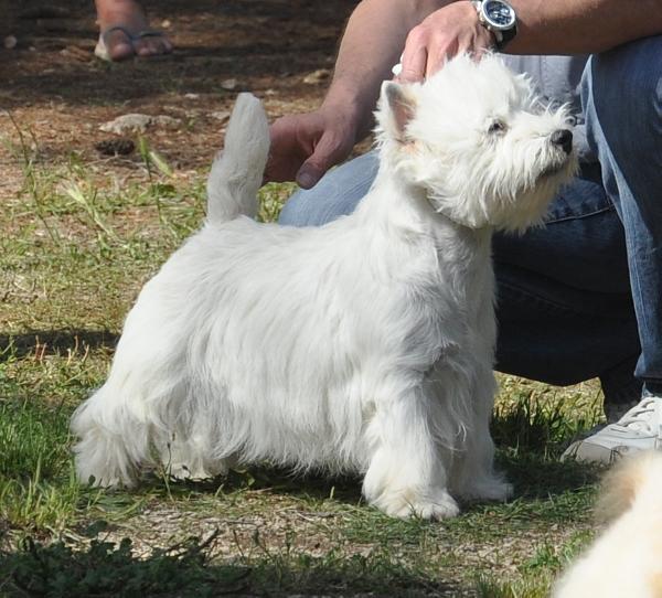 Souper Troupper of Surprise | West Highland White Terrier 