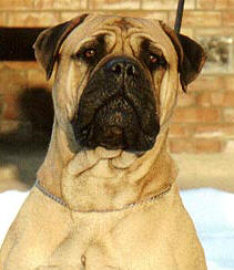 Shadow fighter enzsi at PI-ET-RA | Bullmastiff 