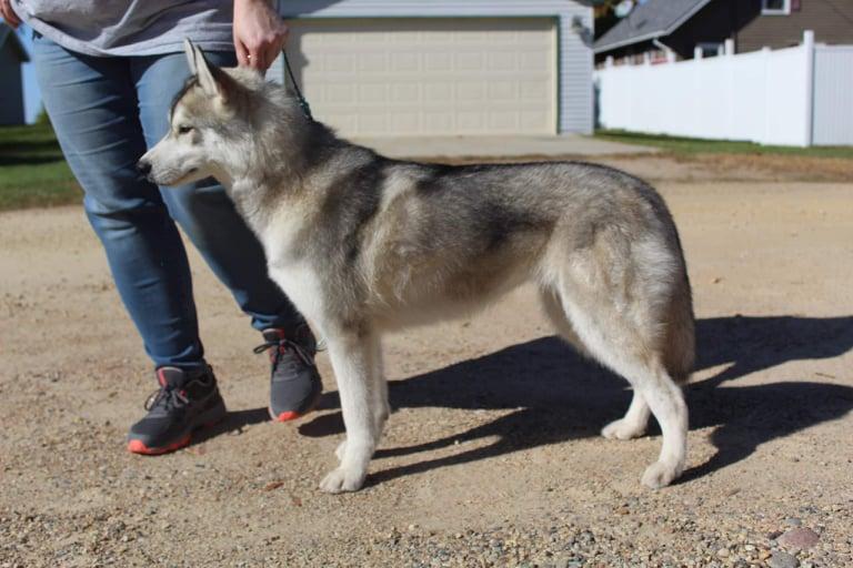 Tricia's Taking Aim | Siberian Husky 