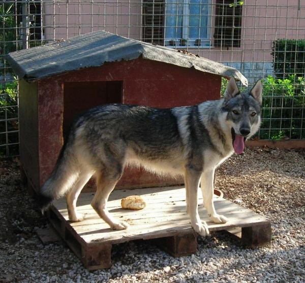 Herby Malý Bysterec | Czechoslovakian Wolfdog 