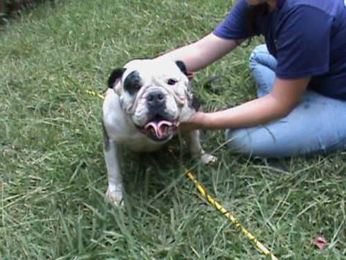 Lee's Chica Bear | Olde English Bulldogge 