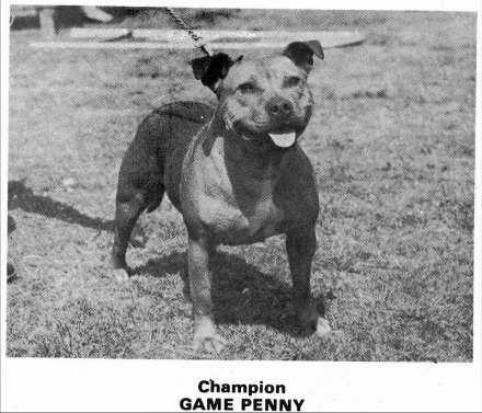 Game Penny | Staffordshire Bull Terrier 