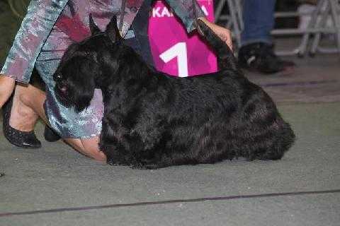 Berrybreeze Daddy Cool | Scottish Terrier 