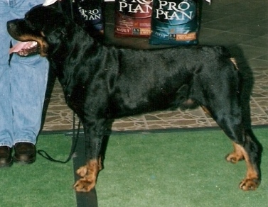 Le grand desiree alex | Rottweiler 