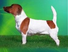 Great Success Maska-Hunter | Jack Russell Terrier 