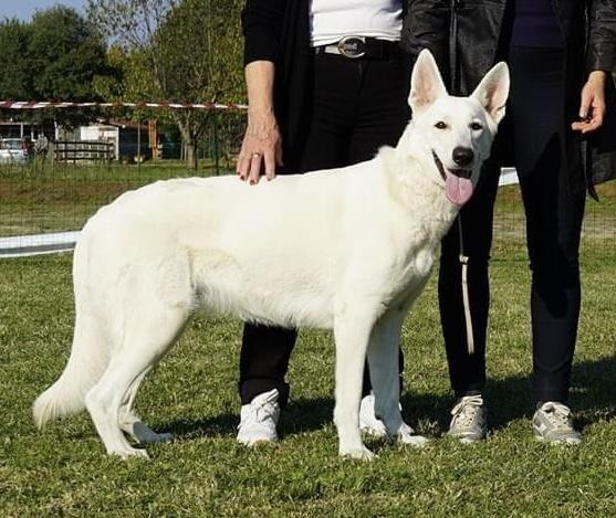 Xenya di casa Praderio | White Swiss Shepherd Dog 