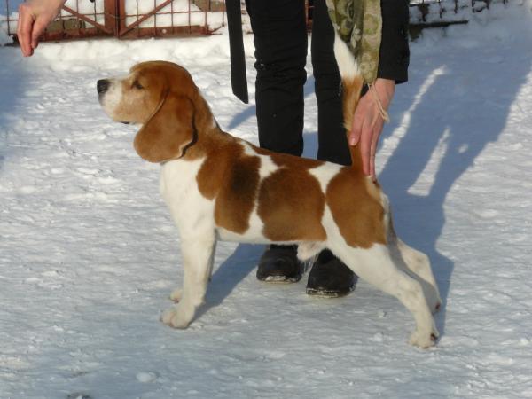 US DOLLAR Magnus | Beagle 