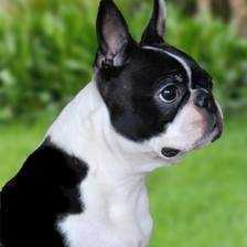 I'm Girl With Class Torques | Boston Terrier 