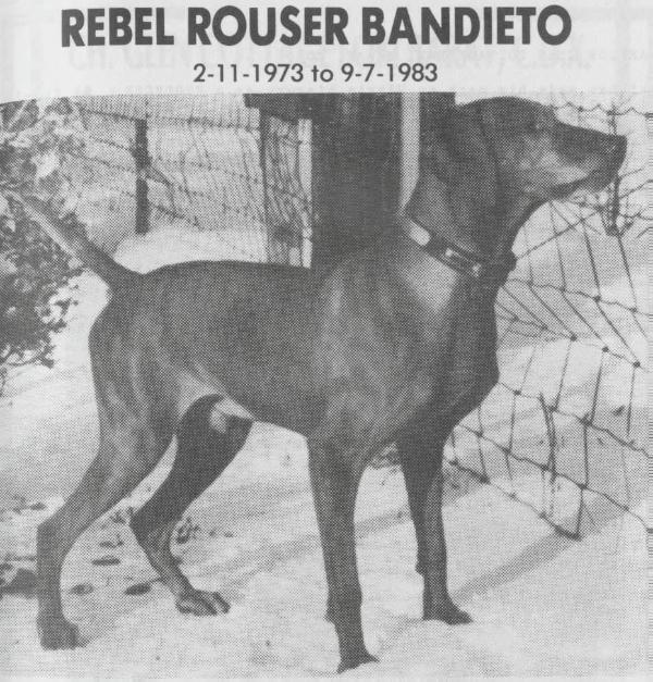 Rebel Rouser Bandieto | Hungarian Vizsla 