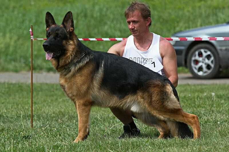 Osten Stern Erofey | German Shepherd Dog 