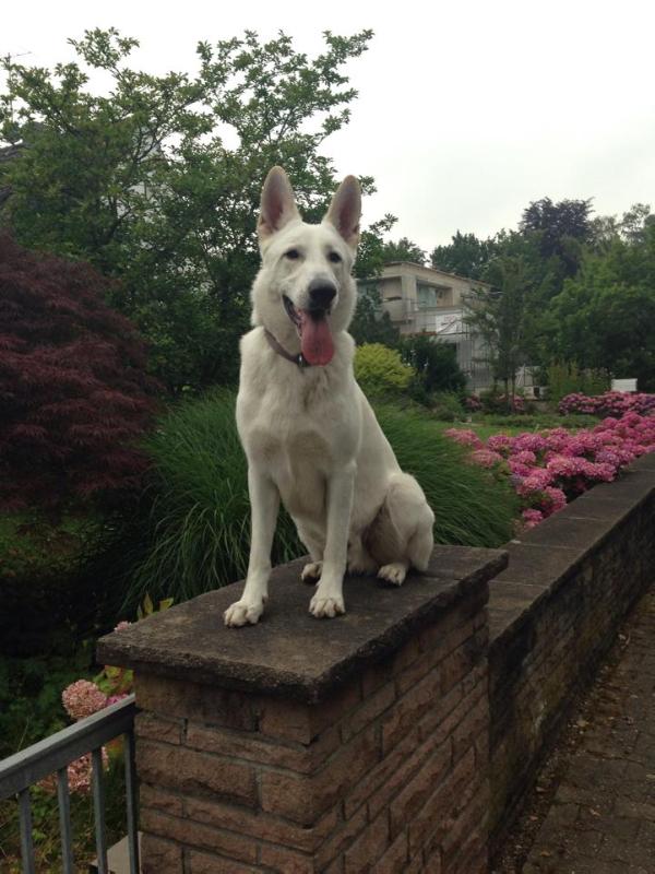 Jim Beam  von Amira Asagera | White Swiss Shepherd Dog 