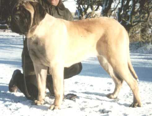 Kumormai Miss Eliza Bennett | Mastiff 