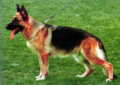 Zaskia Blue-Iris | German Shepherd Dog 