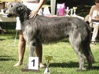 Dash Von Schloss Neuschwanstein | Irish Wolfhound 