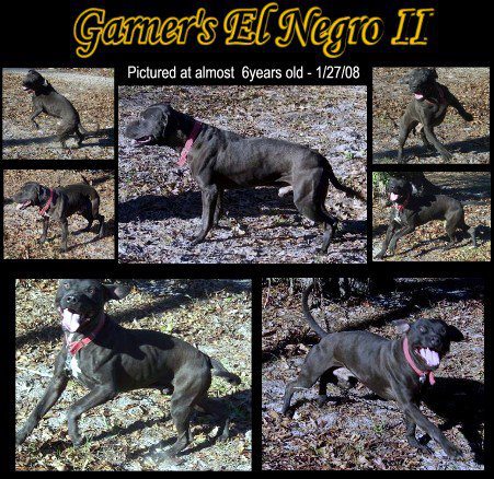Garners El Negro II | American Pit Bull Terrier 
