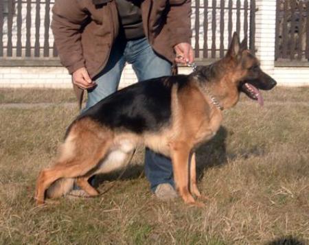 Onix vom Haus Milesevac | German Shepherd Dog 
