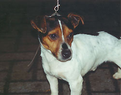 JODOKUS v.d. Bloemberg | Jack Russell Terrier 