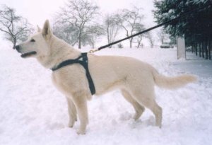 FERGIE DONNEVARA | White Swiss Shepherd Dog 