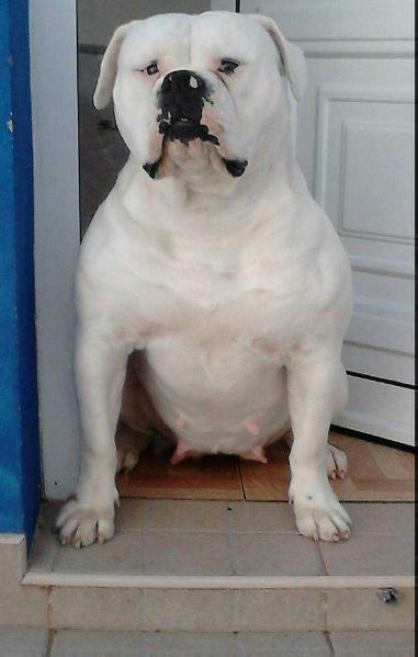 Coelho's Kennel Nice Girl | American Bulldog 