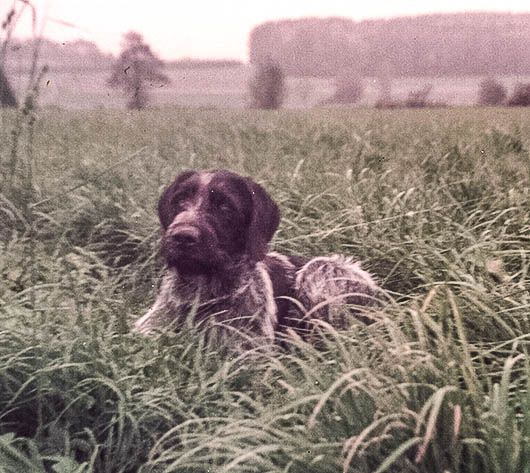 Leica vom Gehrenberg | German Wirehaired Pointer 