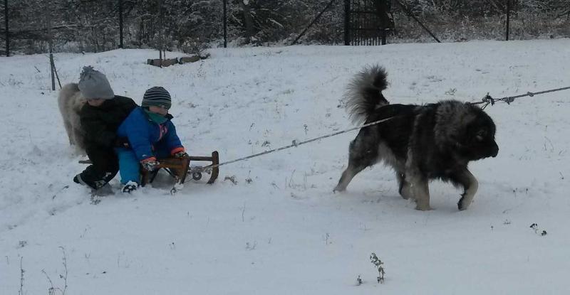 Duka Mina Lord od Kragujevca | Yugoslavian Shepherd Dog-Sarplaninac 