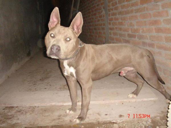 Barrera's Scar Face | American Pit Bull Terrier 