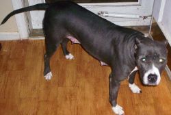 POWERLINE'S SAPHIRE | American Pit Bull Terrier 