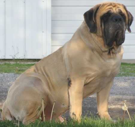 SHERWOODS KICKIN ASH | Mastiff 