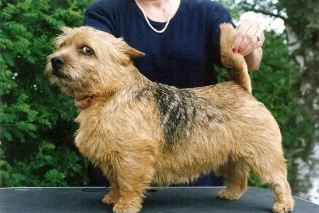 Zondas Scandal Beauty | Norwich Terrier 