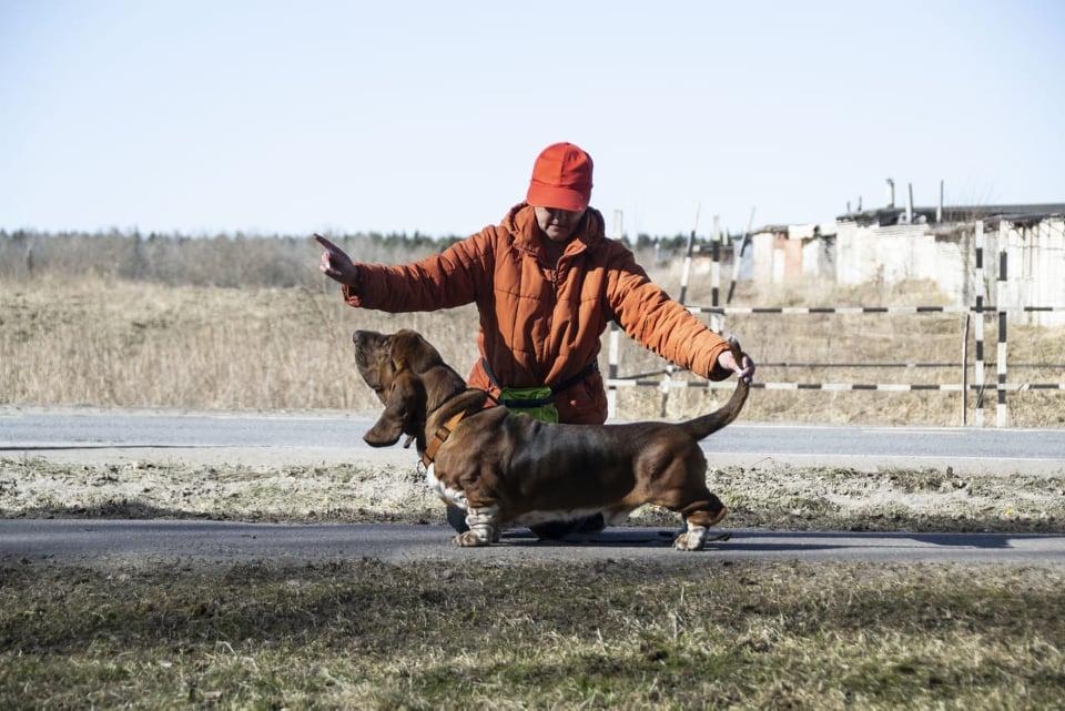 Makadani Gromkiy Uspekh | Basset Hound 