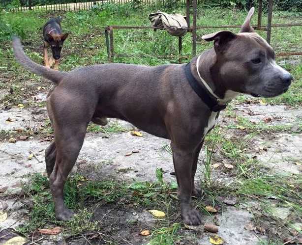 Neymar the kindness of martamstaffs | American Staffordshire Terrier 