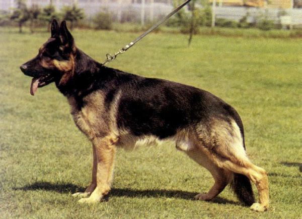 Dick von Adeloga | German Shepherd Dog 