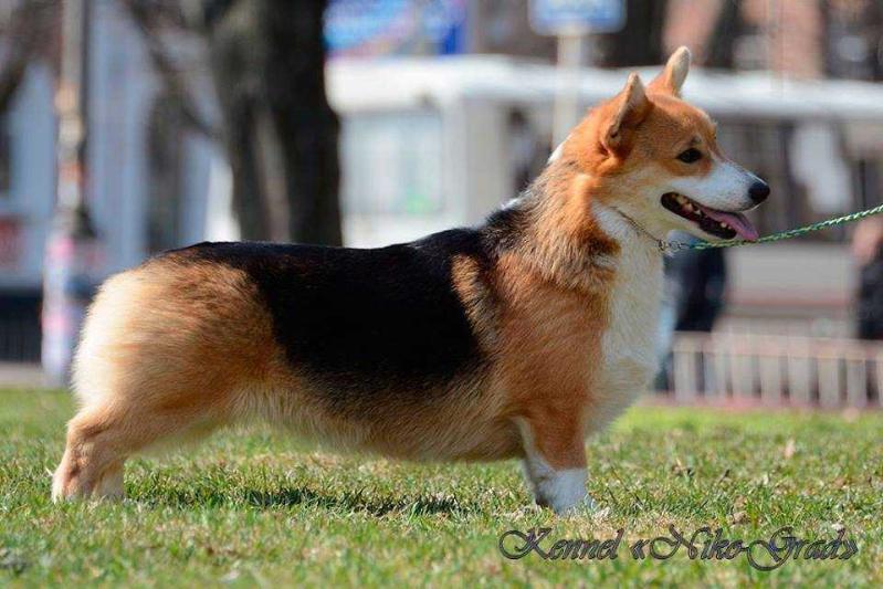 Infiniti Dubensky Zamok | Pembroke Welsh Corgi 