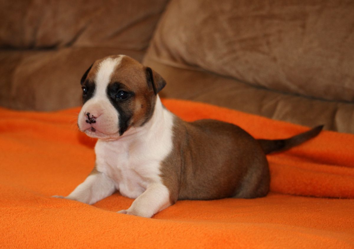Tiger Tattoo's Max Resist | American Staffordshire Terrier 