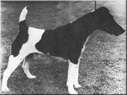 Watteau Ploughman | Smooth Fox Terrier 